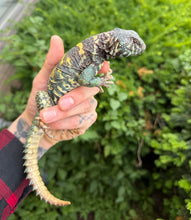 Load image into Gallery viewer, Adult ‘High-Color’ Ornate Uromastyx (Male 2)