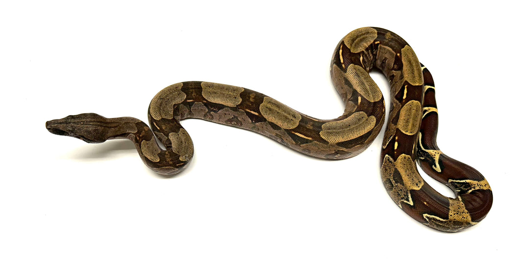 Juvenile Guyana Boa (Male 3)