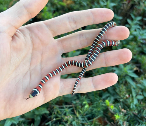 Baby Arizona Mountain Kingsnake