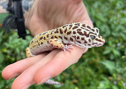 Adult Leopard Gecko (Male 2)