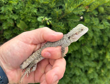 Load image into Gallery viewer, Small Australian Water Dragon (nip-tail 1)