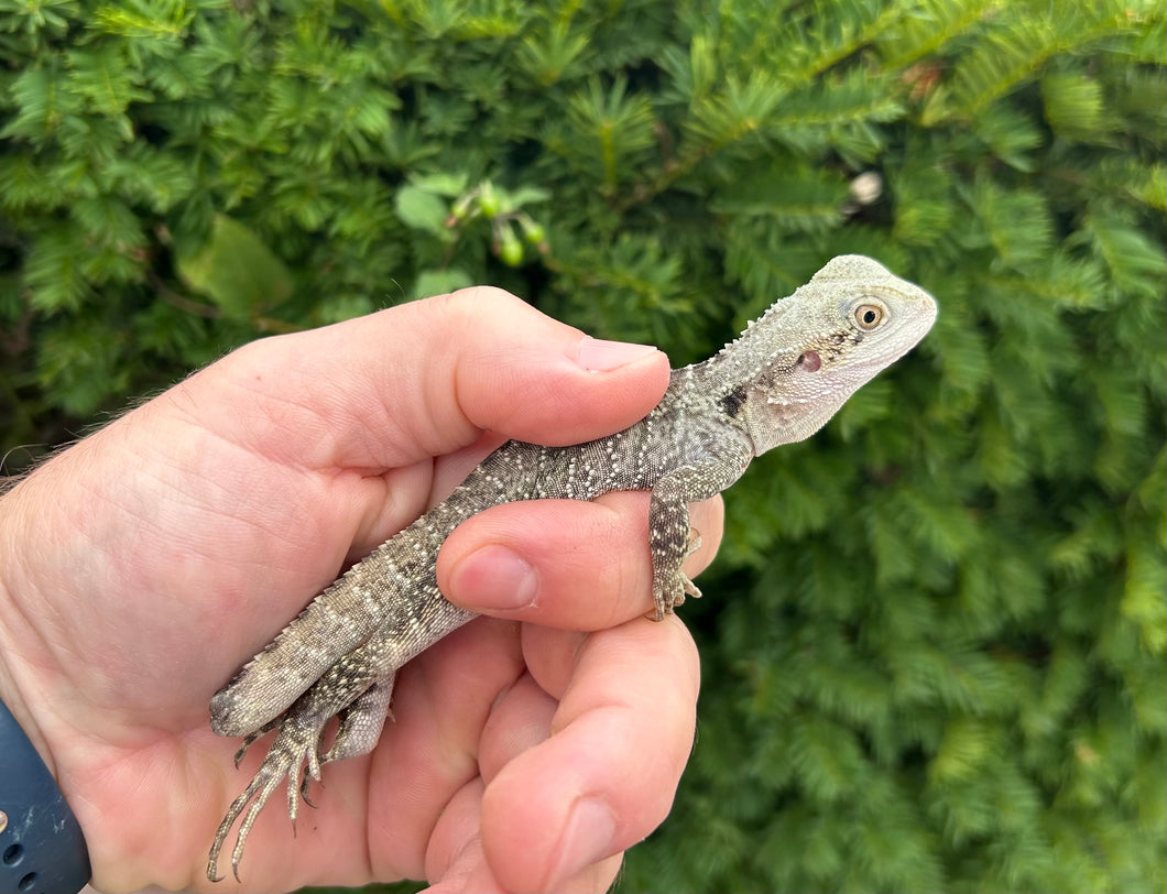 Small Australian Water Dragon (nip-tail 1)