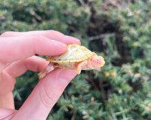 Load image into Gallery viewer, Baby Lubino Red-Eared Slider