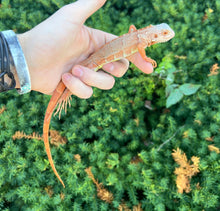 Load image into Gallery viewer, Baby Orange Sunbust Zero Green Iguana (3)