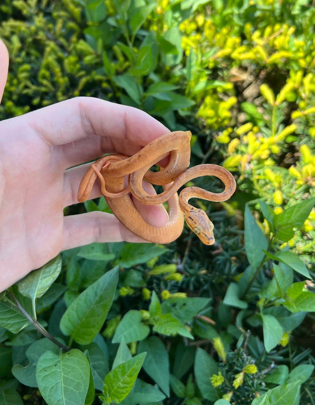 Orange Amazon Tree Boa (Male 3)