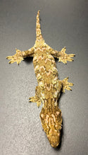 Load image into Gallery viewer, Pink Pine Island Leachianus Gecko (Female)