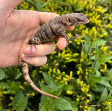 Load image into Gallery viewer, 1.1 Yellowback Spiny Tailed Iguanas