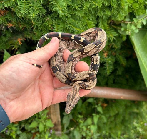 Baby Guyana Boa (Male 2)