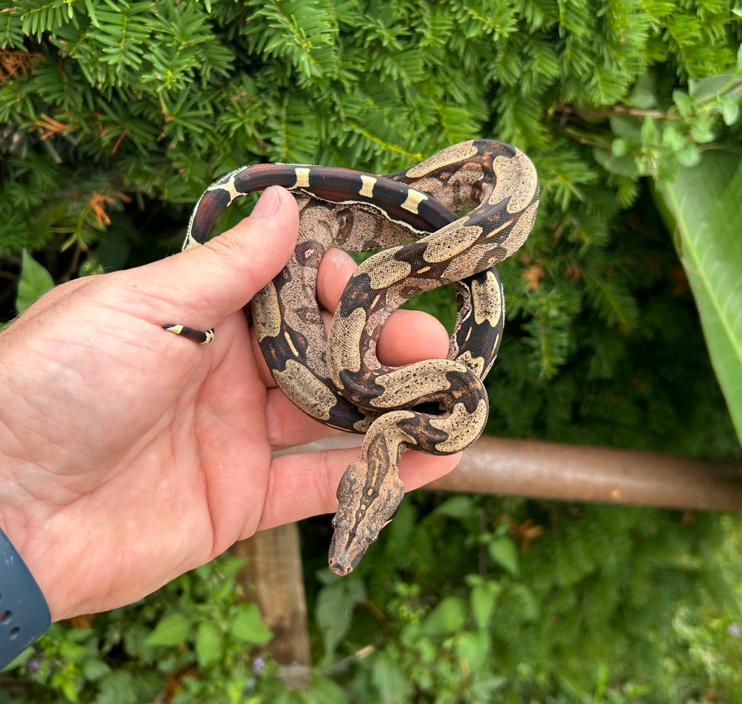 Baby Guyana Boa (Male 2)