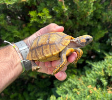 Load image into Gallery viewer, 4” Yellow-Foot Tortoise (2)