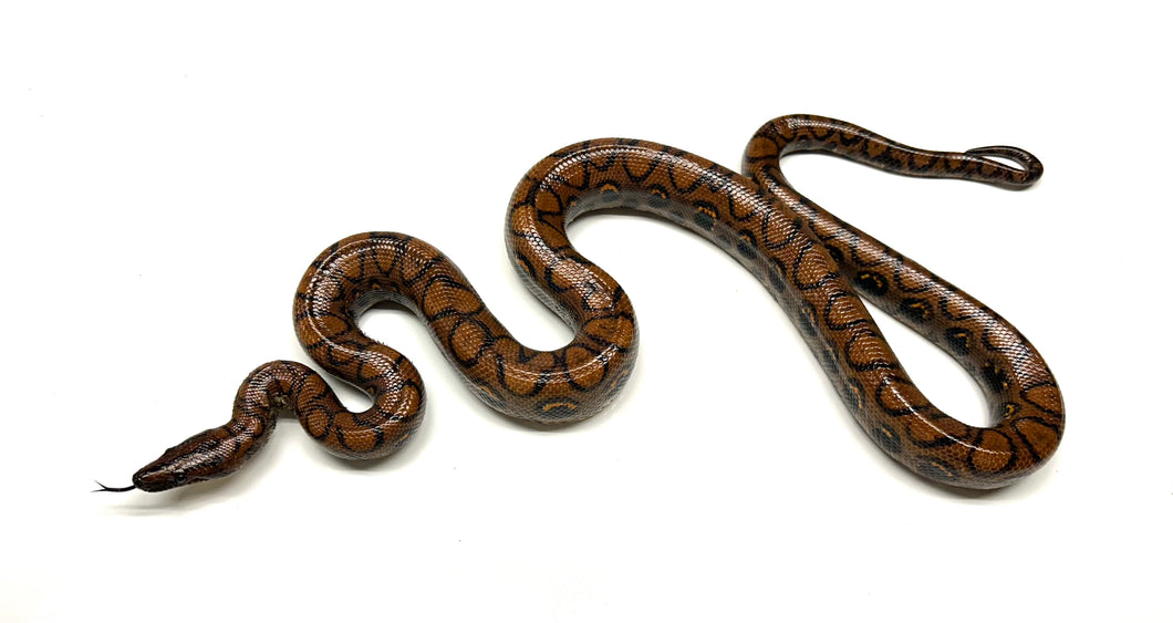 Adult Brazilian Rainbow Boa (Male 1)