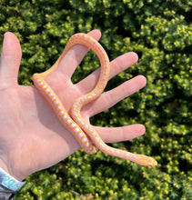 Load image into Gallery viewer, Baby Albino San Diego Gopher Snake (Female)