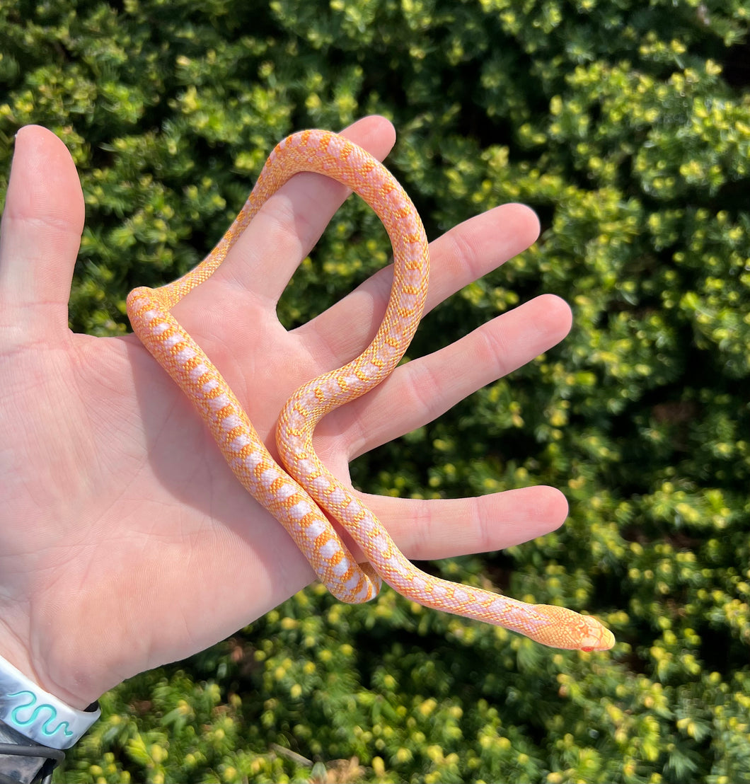 Baby Albino San Diego Gopher Snake (Female)