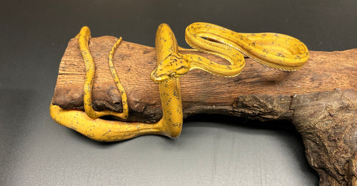 ‘Colored’ Amazon Tree Boa (Female 2)