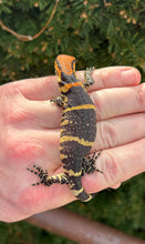 Load image into Gallery viewer, Baby Dumeril’s Monitor