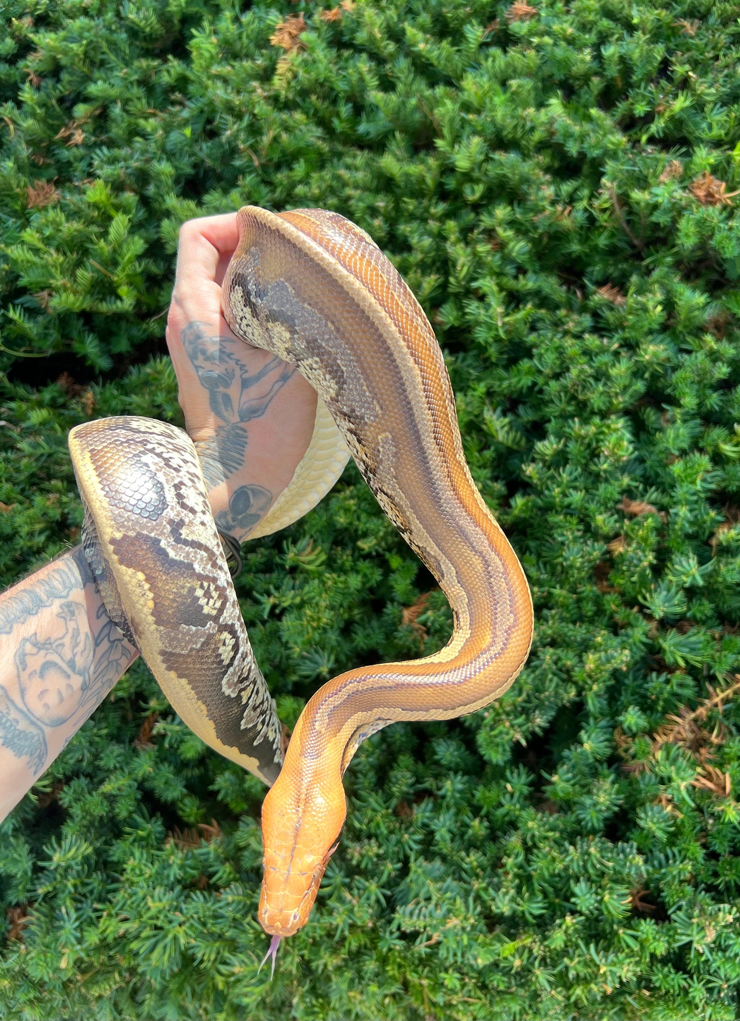 Juvenile Granite Striped Borneo Blood Python (Female) – Scales and ...