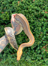 Load image into Gallery viewer, Juvenile Granite Striped Borneo Blood Python (Female)