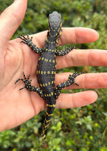 Load image into Gallery viewer, Baby Ornate Nile Monitor (5)