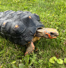 Load image into Gallery viewer, Adult Red Foot Tortoise (Female)