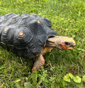 Adult Red Foot Tortoise (Female)