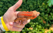Load image into Gallery viewer, Adult Red Stripe Gargoyle Gecko (Male 2)