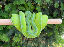 Load image into Gallery viewer, Adult Sorong Green Tree Python (Female 1)