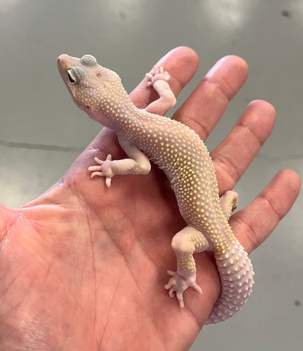 Adult Leopard Gecko
