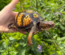 Load image into Gallery viewer, Adult Eastern Box Turtle (Female 2)