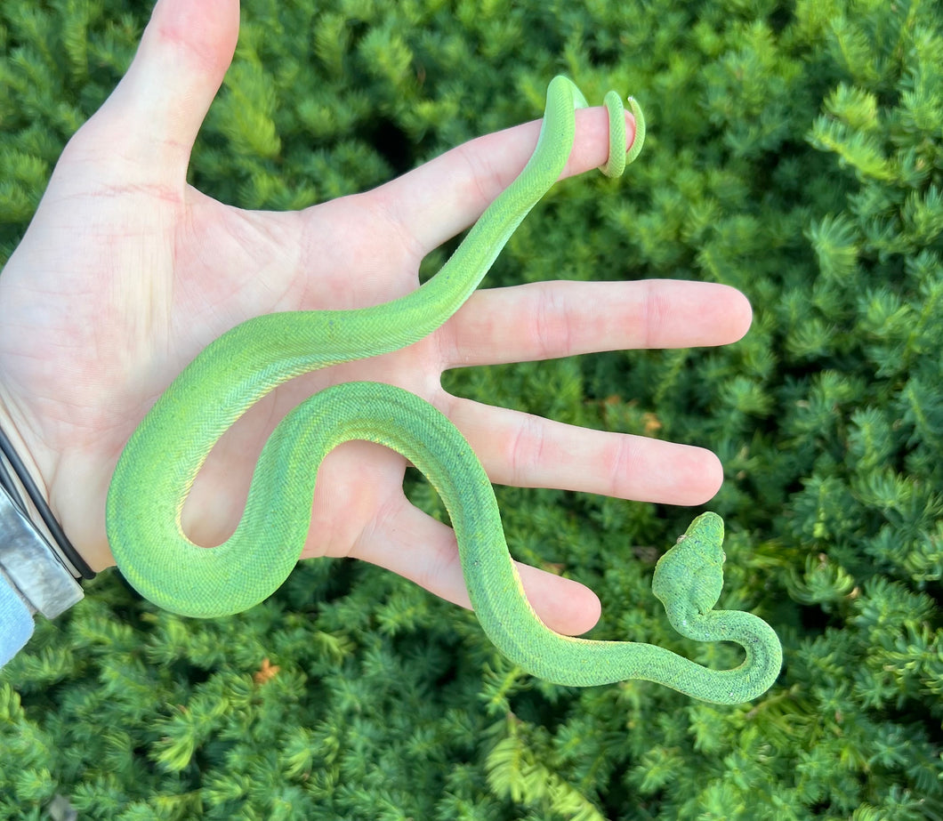 Baby Patternless ‘Mite-Phase’ Emerald Tree Boa (Female)