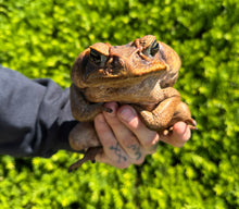 Load image into Gallery viewer, XL Cane Toad (4)