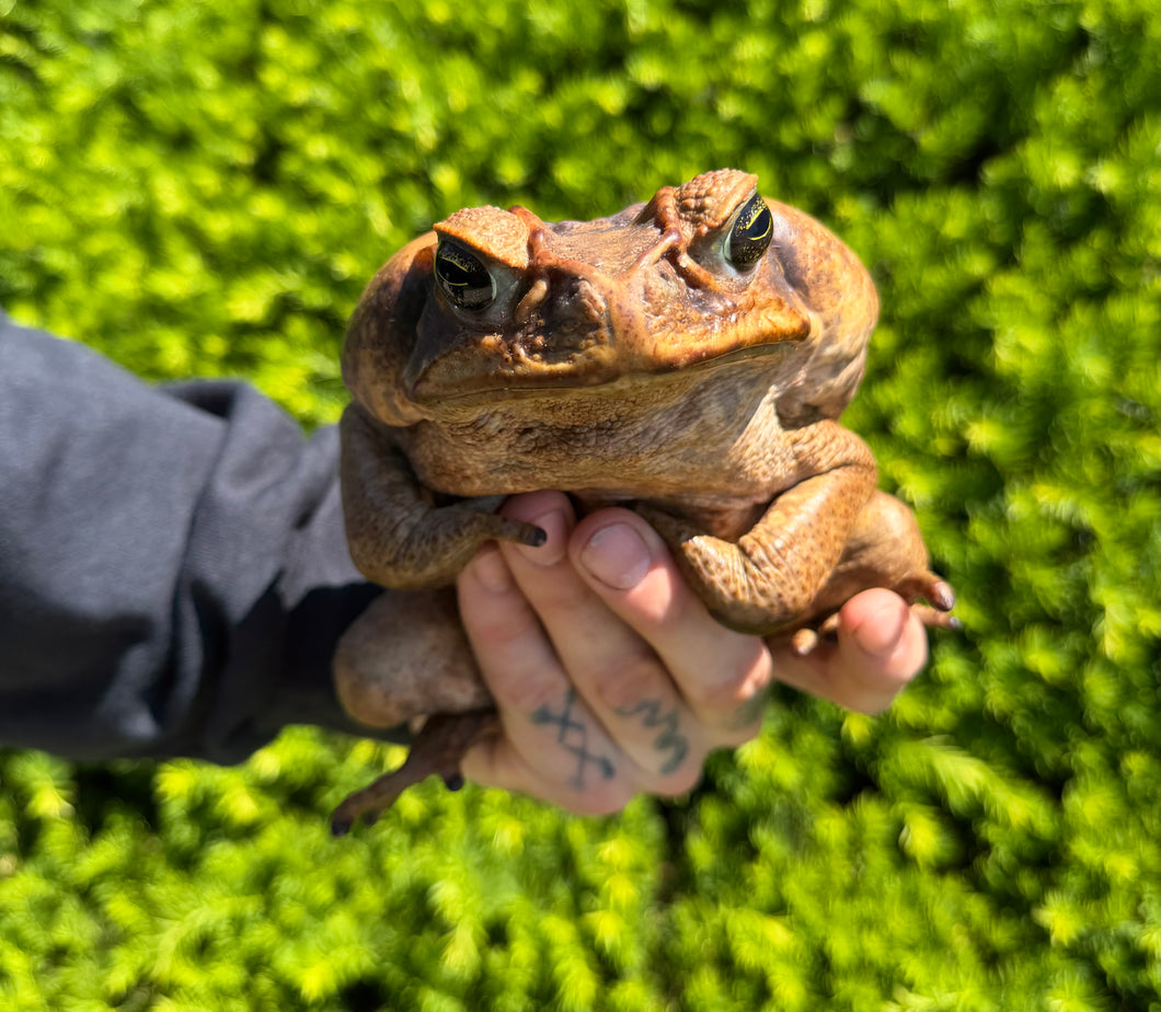 XL Cane Toad (4) – Scales and Tails of Ohio