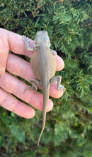 Load image into Gallery viewer, Baby Translucent Witblit Bearded Dragon