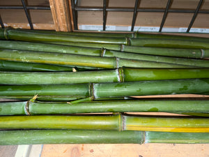 Green bamboo