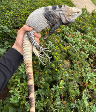 Load image into Gallery viewer, Adult San Esteban Spiny Tailed Iguana (Male)