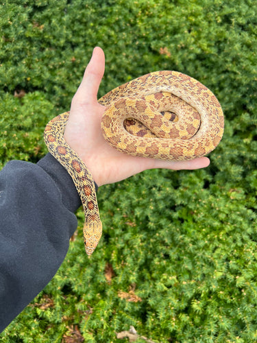 Adult Red Bullsnake (Male)