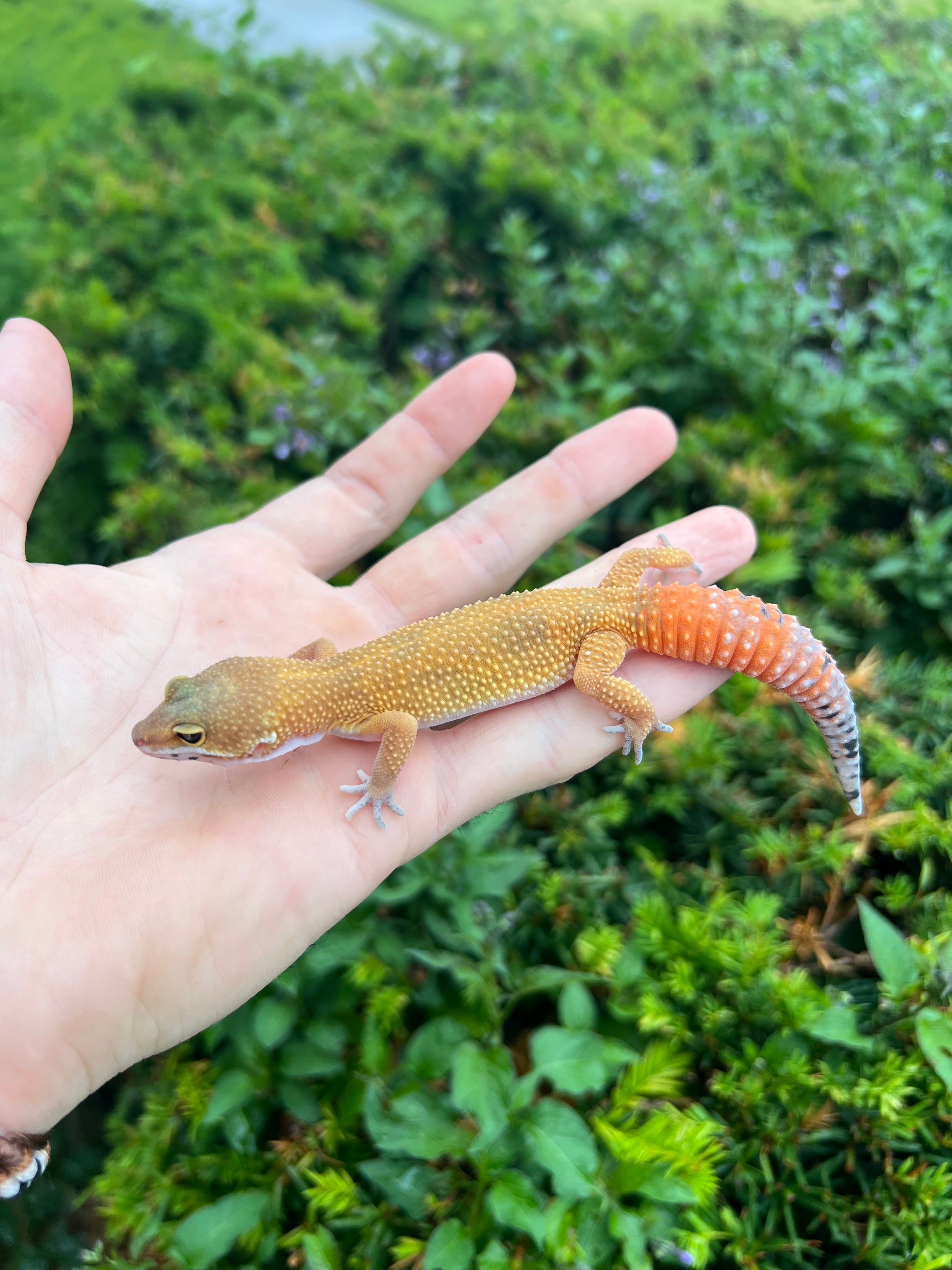 Geckos – Page 2 – Scales and Tails of Ohio