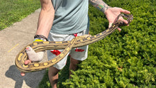 Load image into Gallery viewer, Sub-Adult RC Pastel Motley Red-Tailed Boa Constrictor (Female)