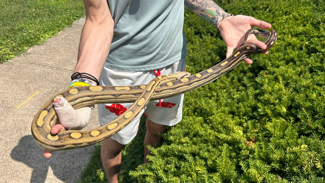 Sub-Adult RC Pastel Motley Red-Tailed Boa Constrictor (Female)