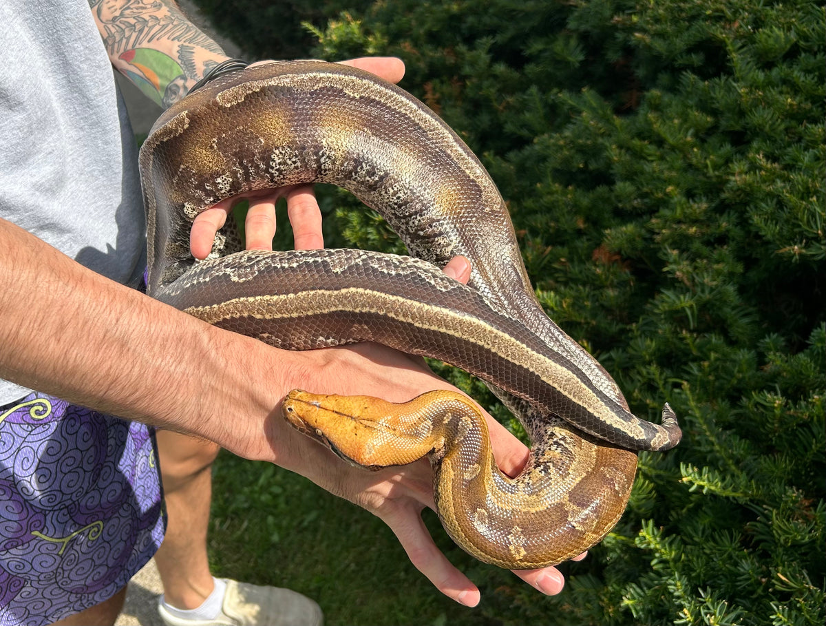 Blood Python Rack Size Adult Marble Borneo Blood Python (Female) – Scales and Tails of Ohio