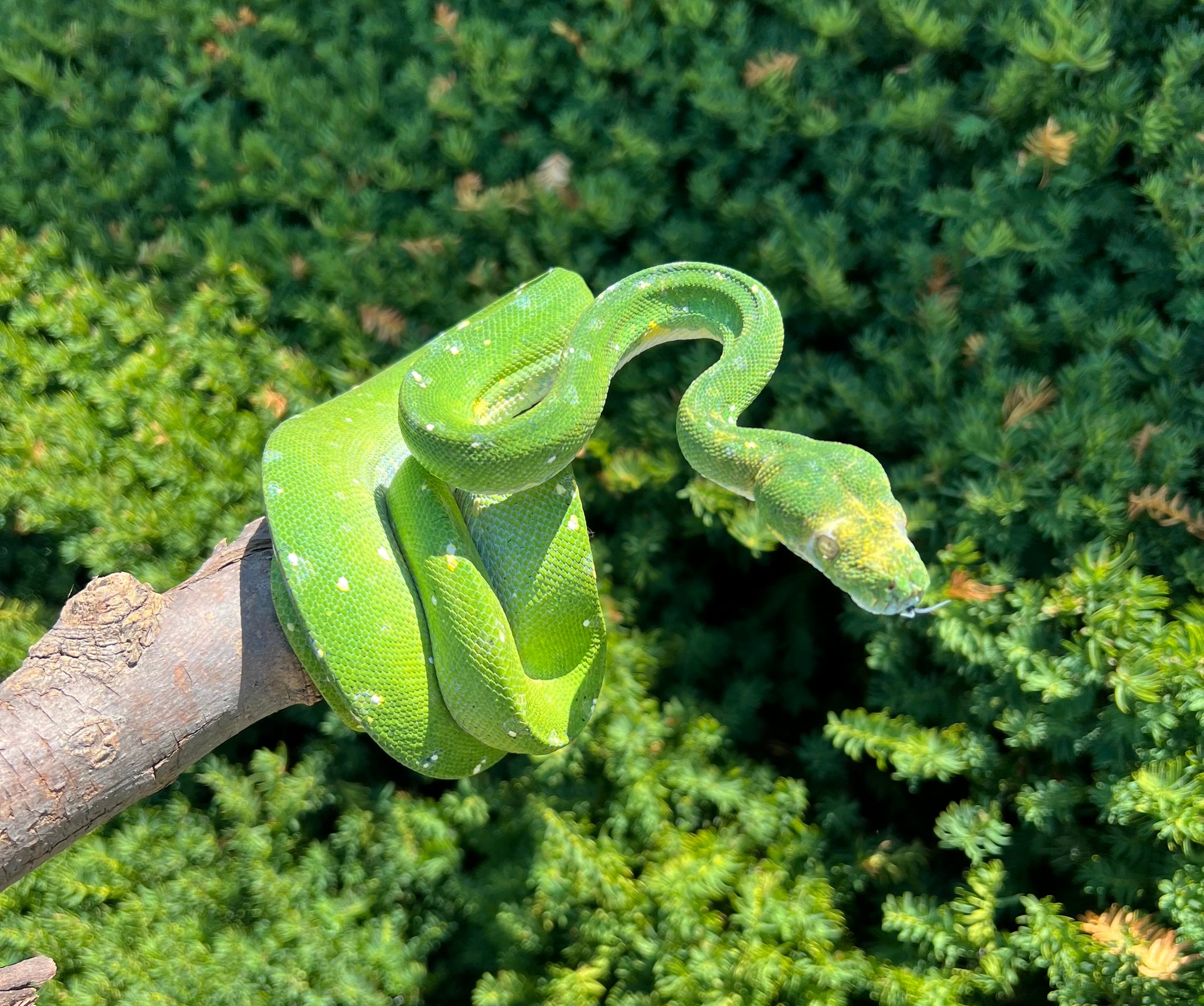 Green Tree Pythons – Page 2 – Scales and Tails of Ohio