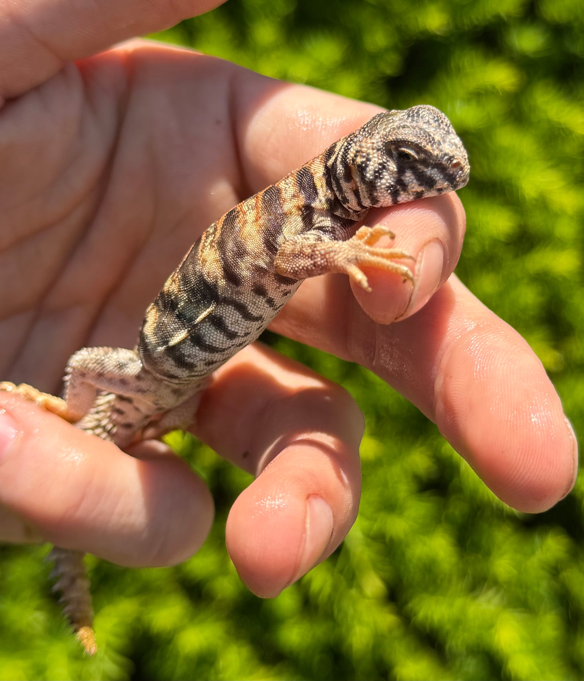Other Lizards – Scales and Tails of Ohio