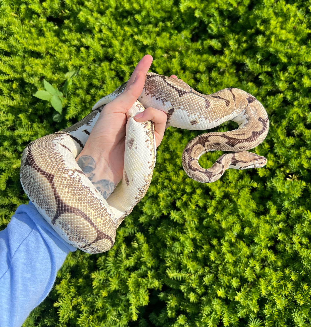 Adult OD Sugar Spider Ball Python (Female)