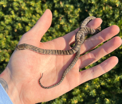 Baby Russian Ratsnake