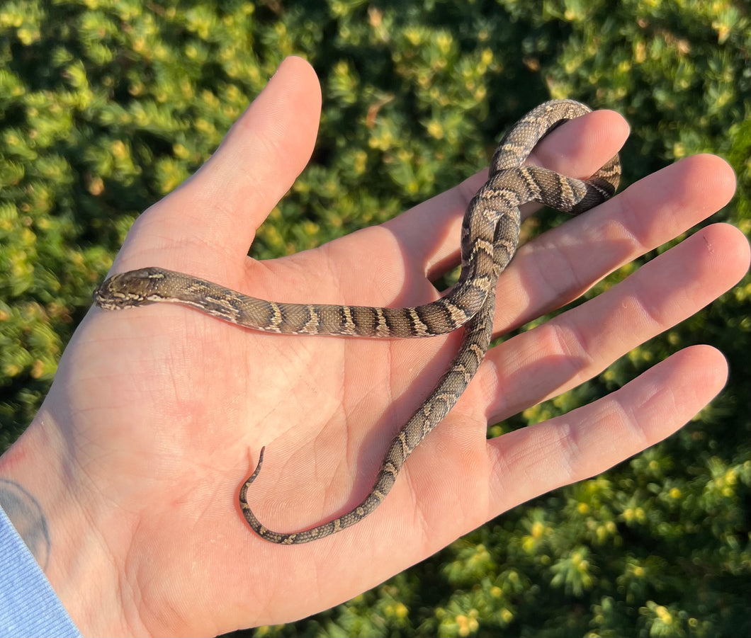 Baby Russian Ratsnake