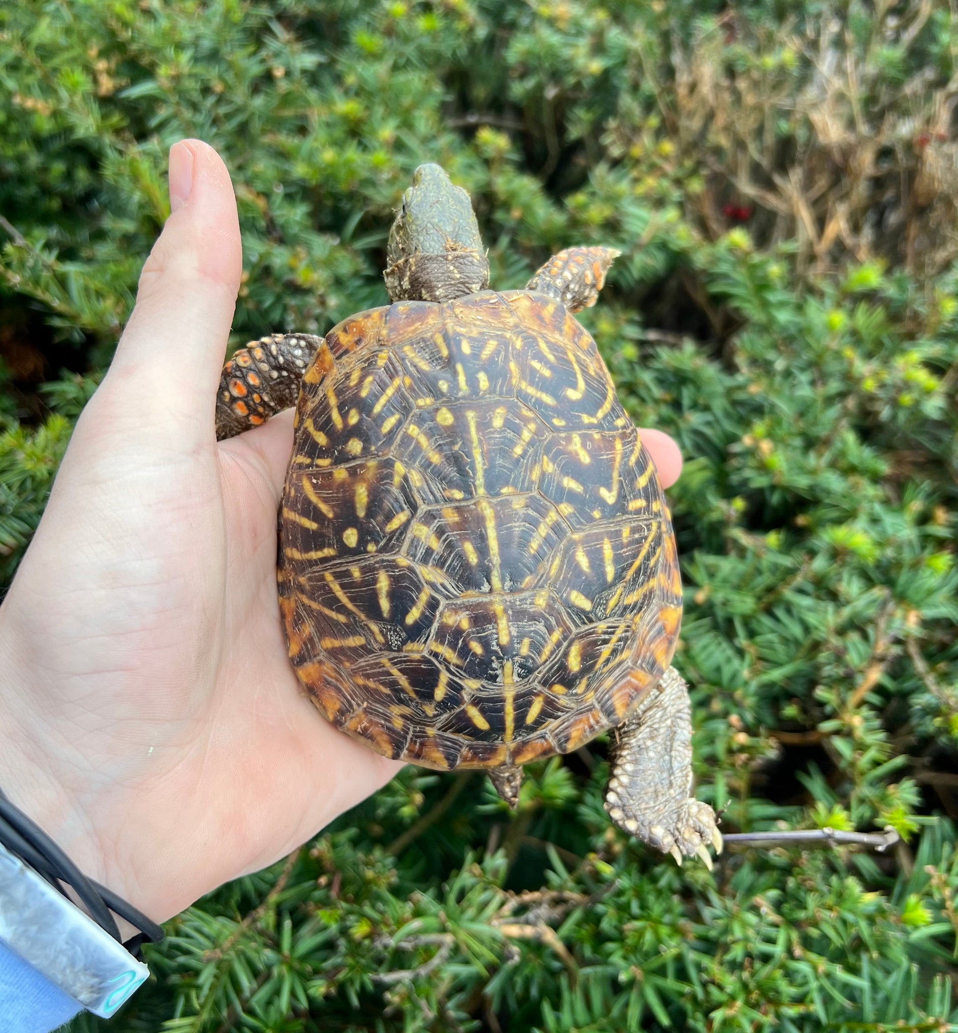 Adult Ornate Box Turtle (Male 1) – Scales and Tails of Ohio