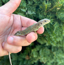 Load image into Gallery viewer, Juvenile Jeweled Lacerta