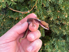 Load image into Gallery viewer, Adult Cat Eyed Gecko (Male 4)