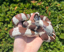 Load image into Gallery viewer, Adult California Kingsnake (Male)