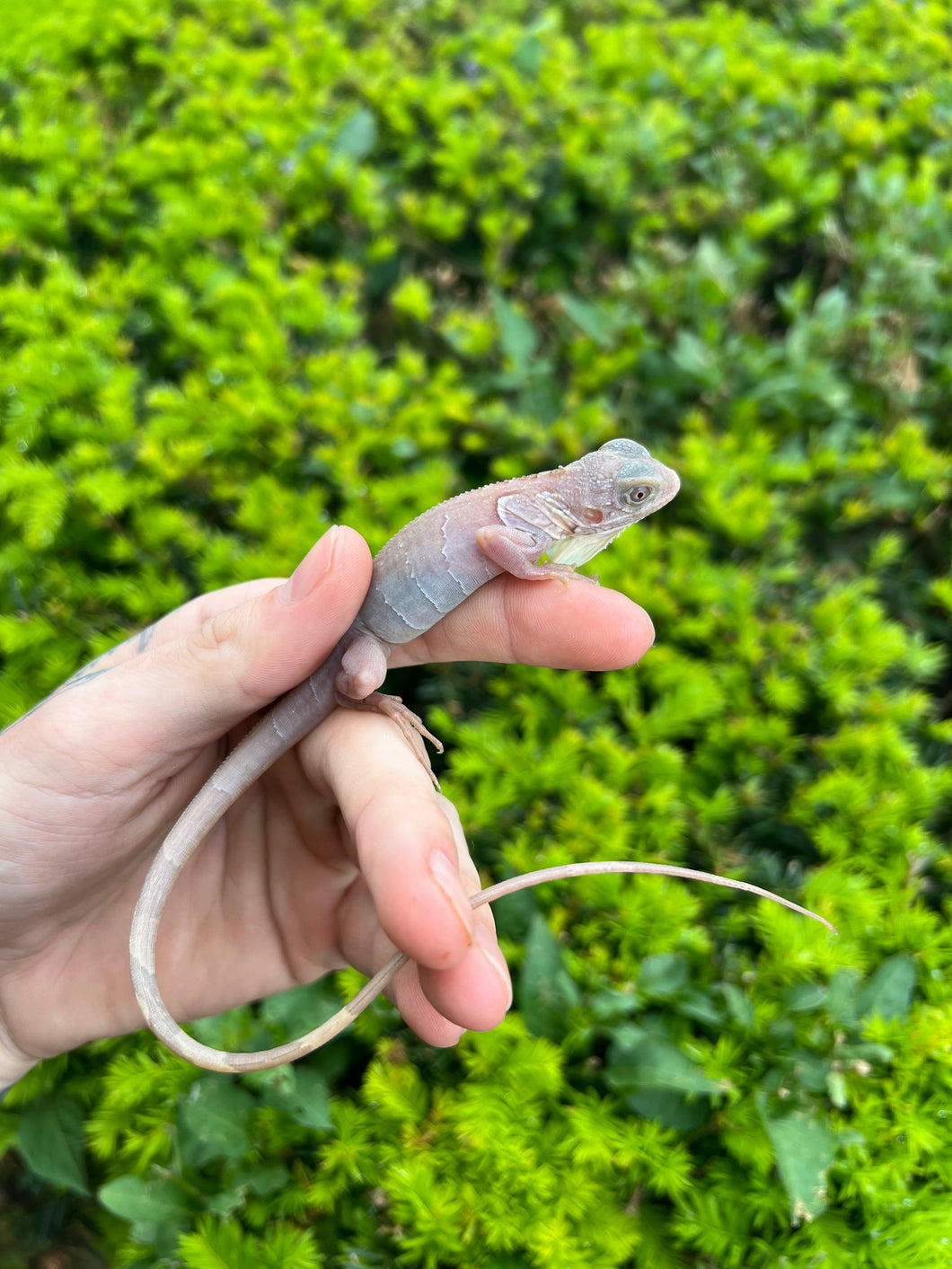Baby Snow Iguana