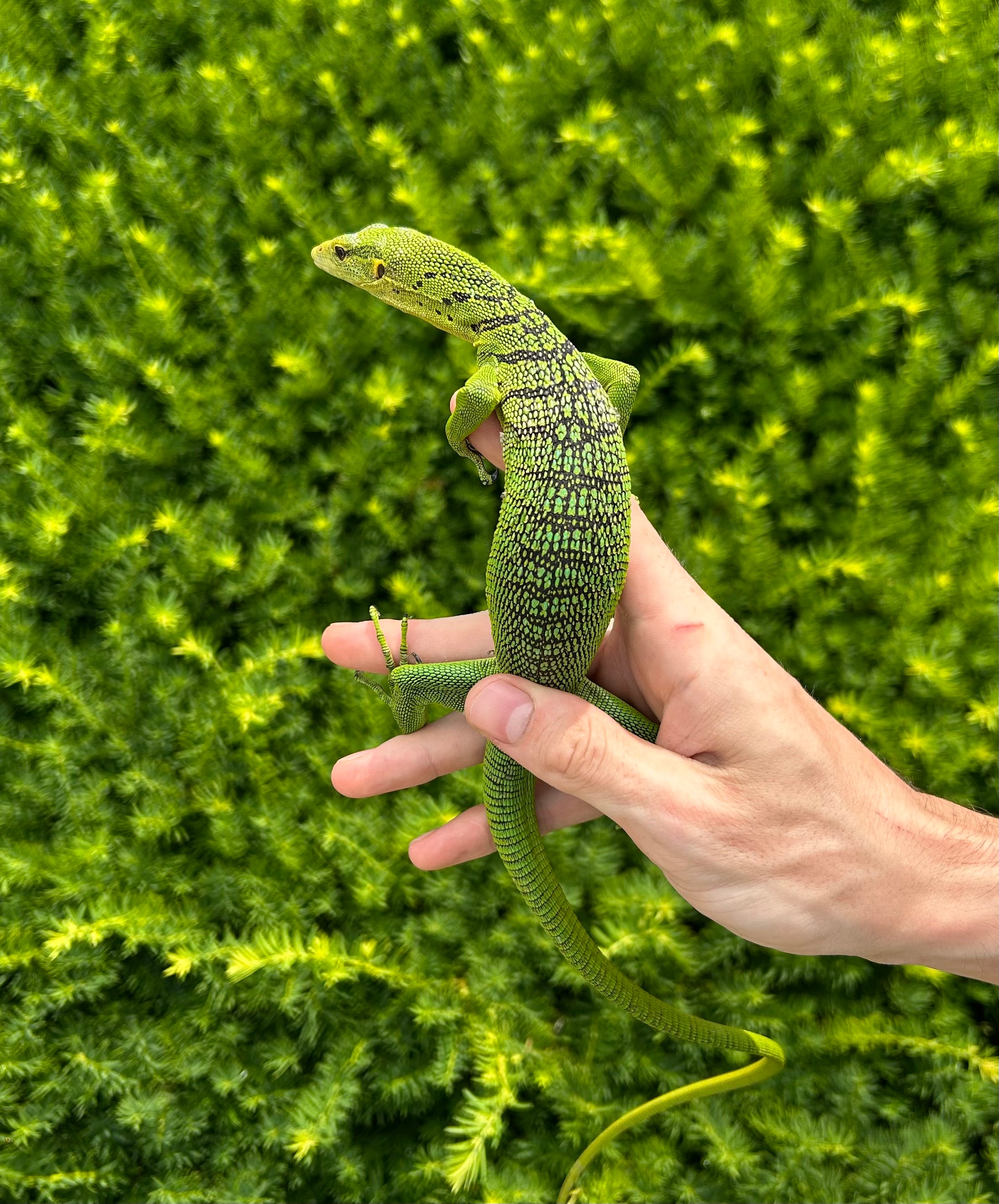 How Big Does A Green Tree Monitor Get